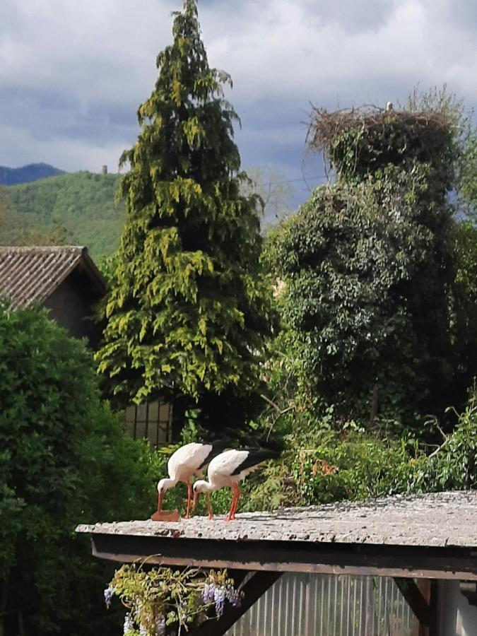 Gite Les Glycines 68230 Turckheim Εξωτερικό φωτογραφία